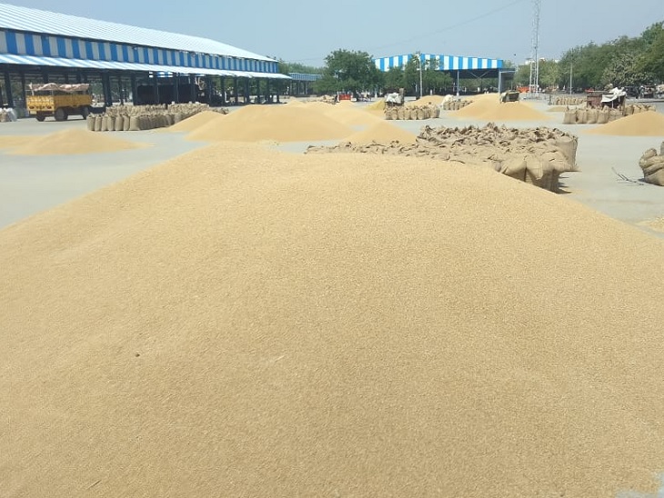 गेहूं कटौती पर गुरनाम चढूनी की चेतावनी: फरमान वापस नहीं लिया तो 13 को पंजाब व हरियाणा में करेंगे रोड जाम 2 मंडी में पहुंचा गेहूं।