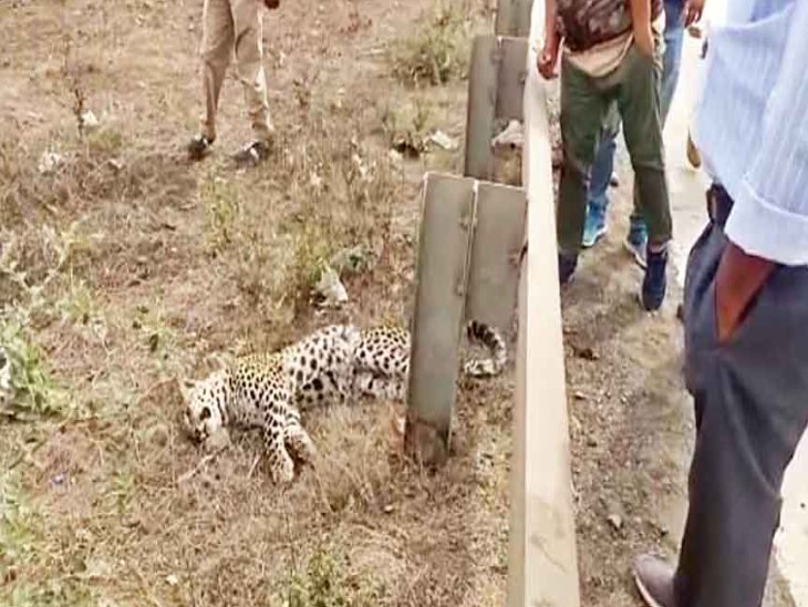 Leopard cub killed in vehicle collision | औबेदुल्लागंज-बिनेका मार्ग पर ...