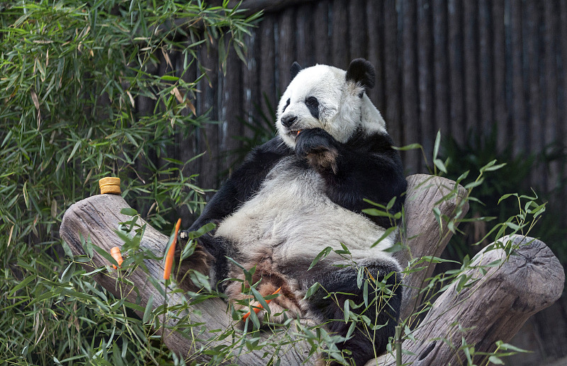 China Panda Diplomacy Explained | Panda On Loan From China Dies In Thailand