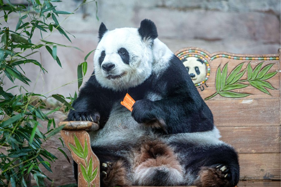 China Panda Diplomacy Explained | Panda On Loan From China Dies In Thailand