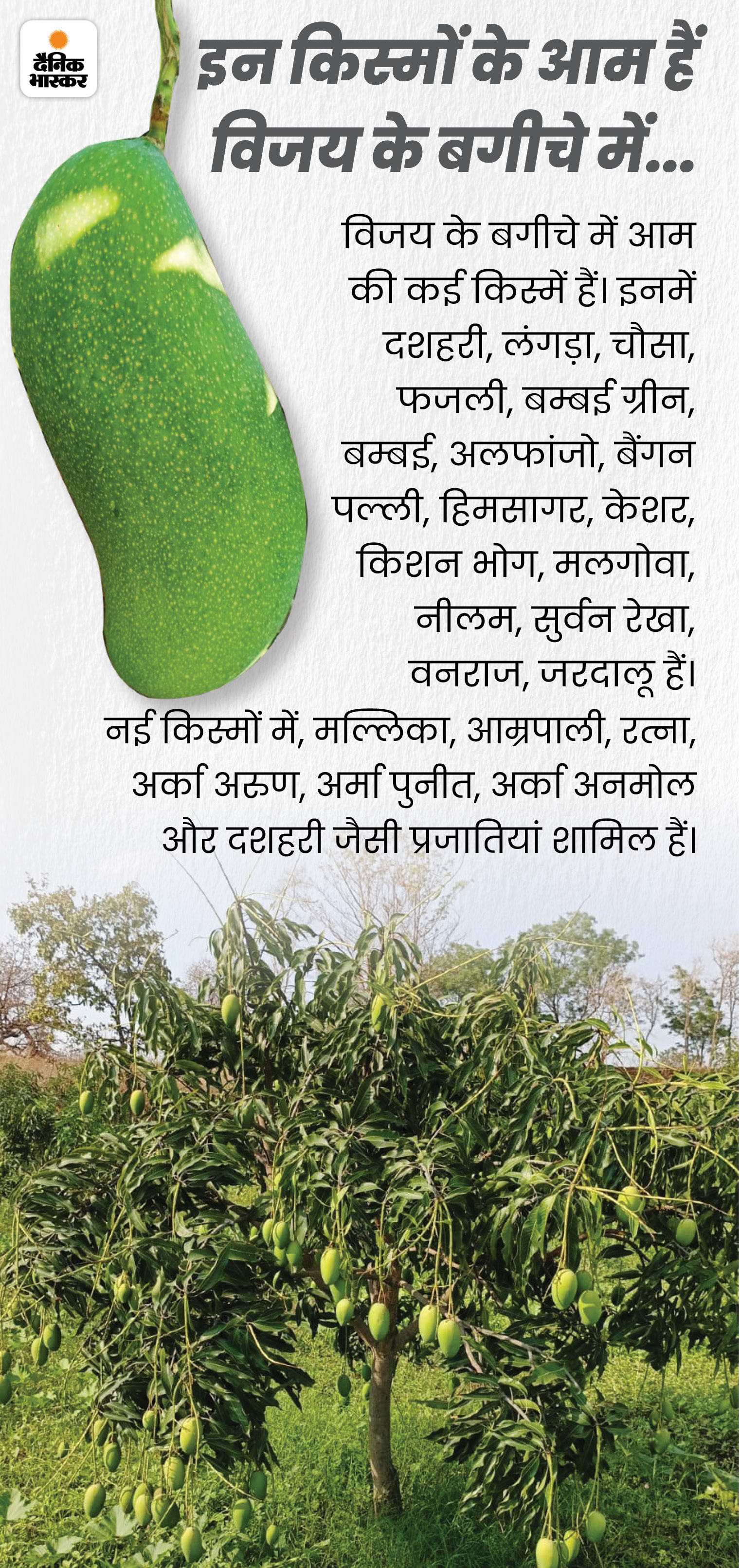 Mango Farming; MP Betul Farmer (Aam Ki Kheti) Business Plan Multai