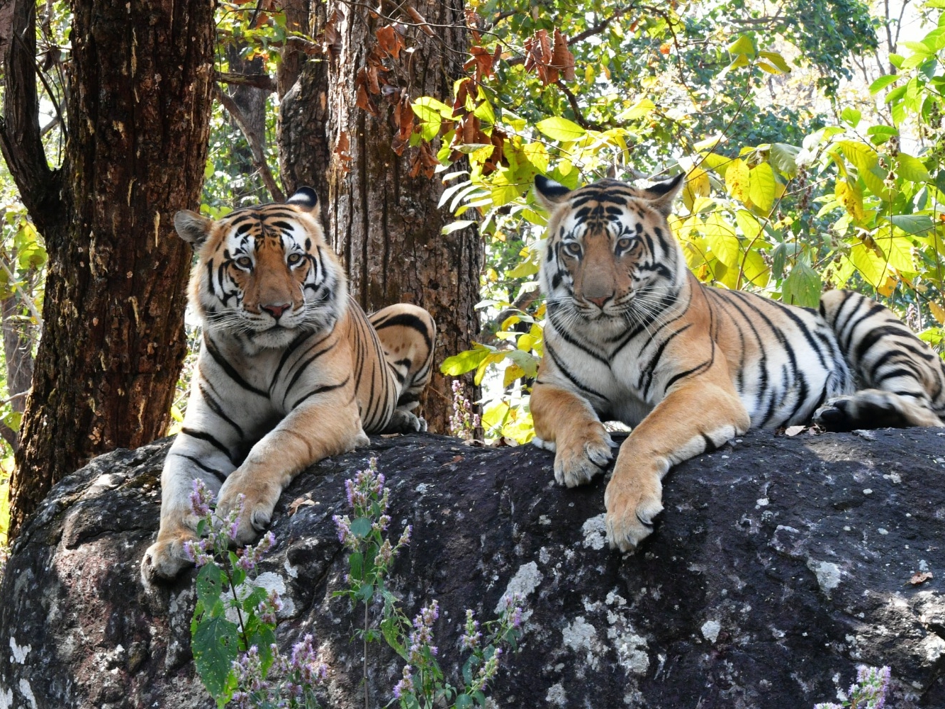 Tiger increased in Central India while decreased in Western Ghats फिर टाइगर स्टेट बन सकता है