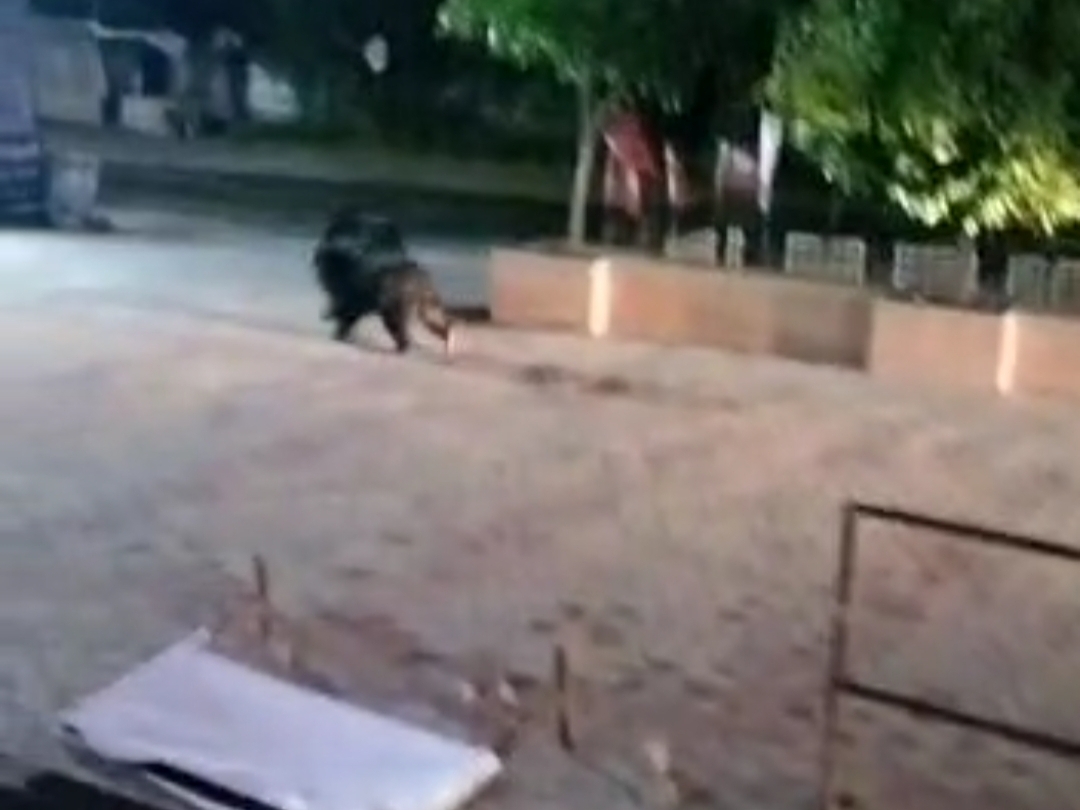 शहरी इलाकों में लगातार घुस रहे हैं भालू।