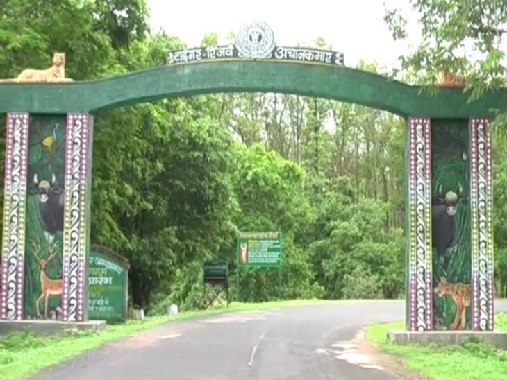 बाघिन को मुंगेली के अचानकमार टाइगर रिजर्व में छोड़ दिया गया है।