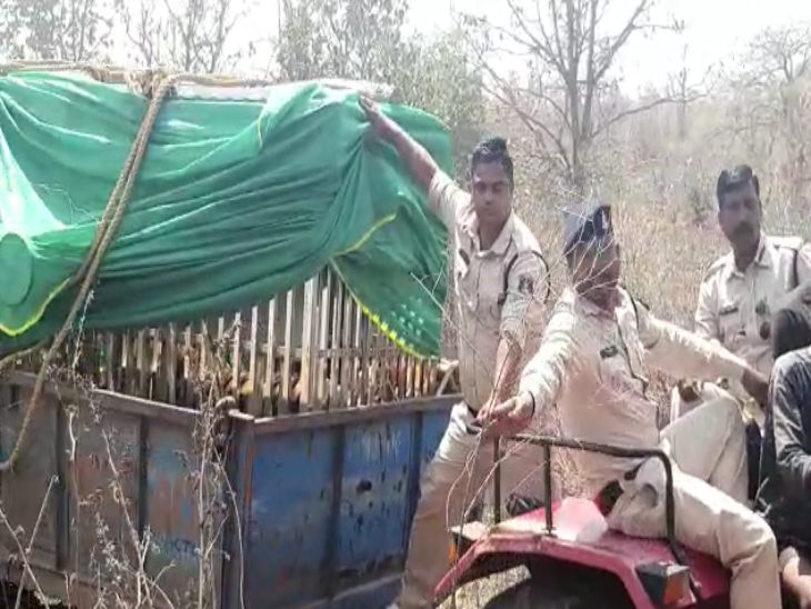 बाघ को बेहोश करने के बाद पिंजरे में बंद कर ट्रैक्टर से ले जाते हुए वन विभाग के कर्मचारी।