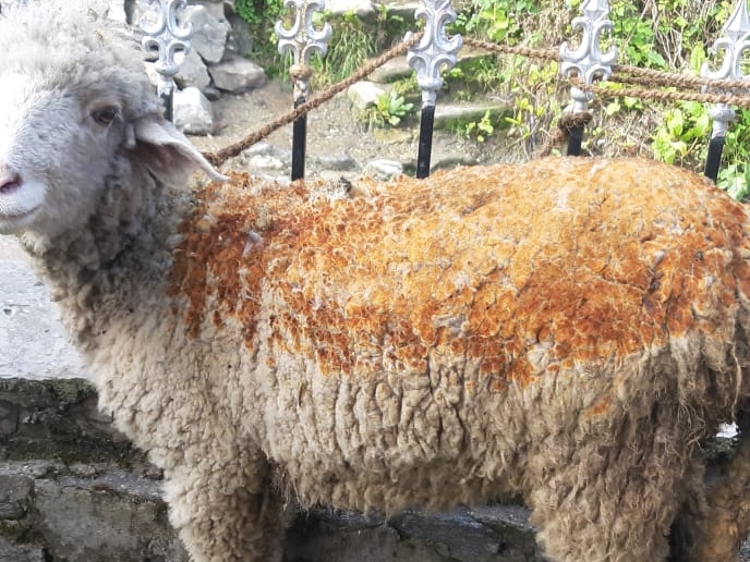 आग में झुलसी भेड़।