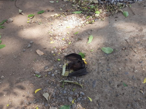 The impact on the life of the common man is visible, bats are falling ...