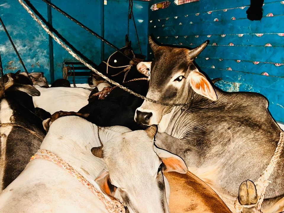 Handu Cow Hindu army workers rescued 14 cows with the help of police, one died ...