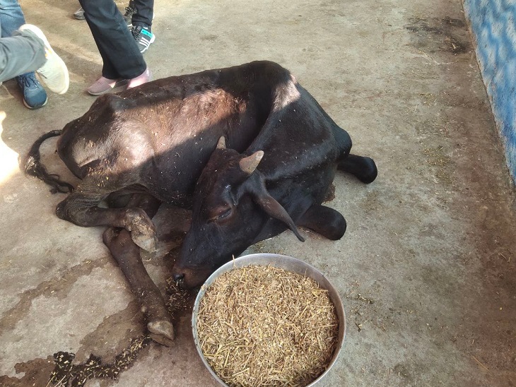 गौठान के अंदर मृत पड़ा मवेशी