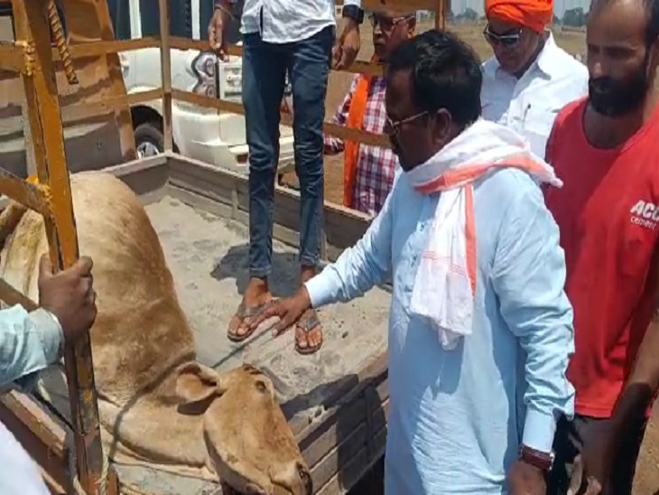मृत गाय को गाड़ी में रखवाया गया।