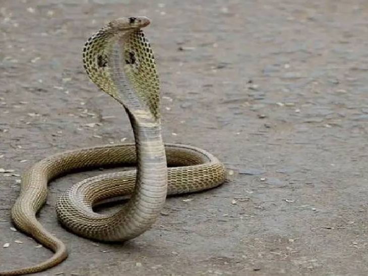 नाग के जहर से थोड़ी ही देर में हो जाती है इंसान की मौत।