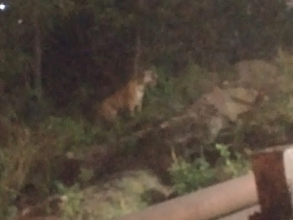 30 cameras will be installed under surveillance; Adult male tiger came ...