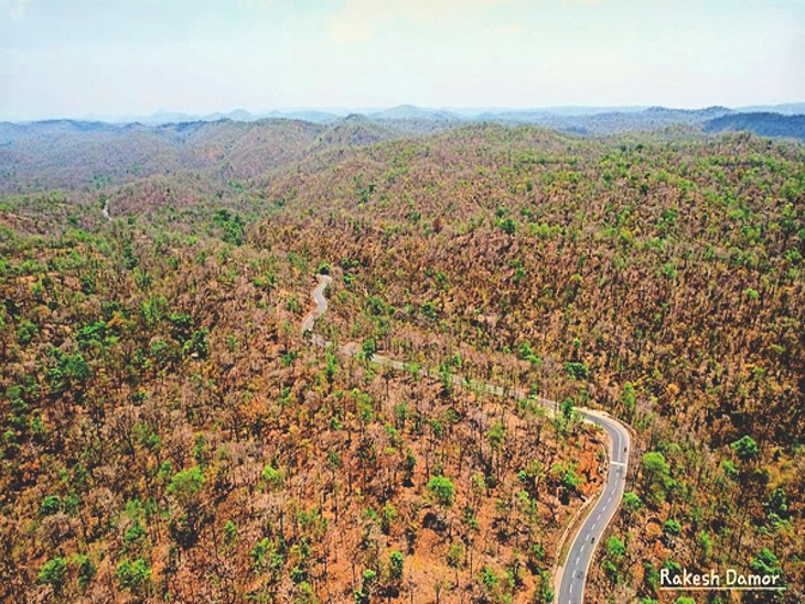 Forest increased by 1% in 12 years, Betul state in third place in ...