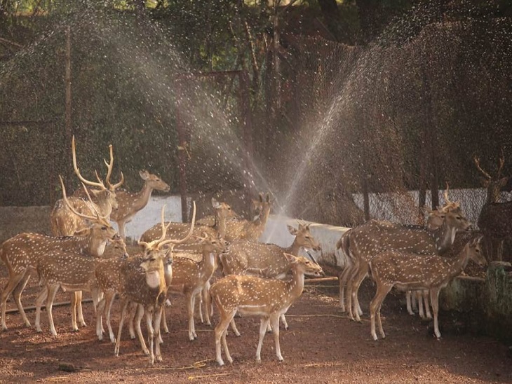 गर्मी से राहत देने के लिए लगाया पानी का फव्वारा