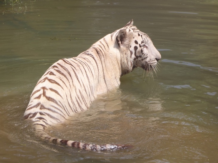 मैत्री बाग में सफेद शेर गर्मी में से राहत पाने पानी में घुसा