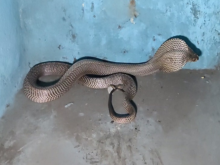 युवक को देखने के बाद कोबरा किचन में बने स्लैब के नीचे जाकर बैठ गया।