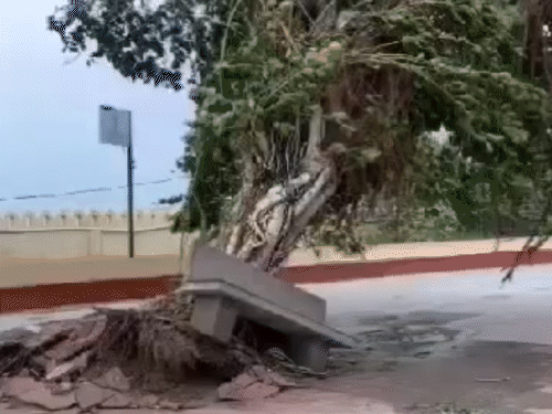 तटीय इलाकों में 125 की स्पीड से चल रही हवा, विशाल पेड़ भी उखड़े|गुजरात,Gujarat - Dainik Bhaskar