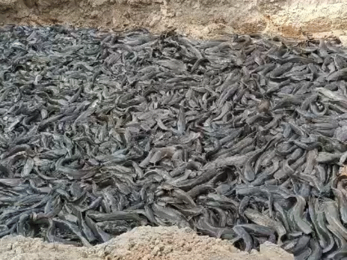 जमीन में दफनाई गई 30 क्विंटल मांगुर मछली, आंध्र प्रदेश से हो रही थी तस्करी 30 क्विंटल मांगुर मछली को गड्ढे में दफना दिया गया। - Dainik Bhaskar