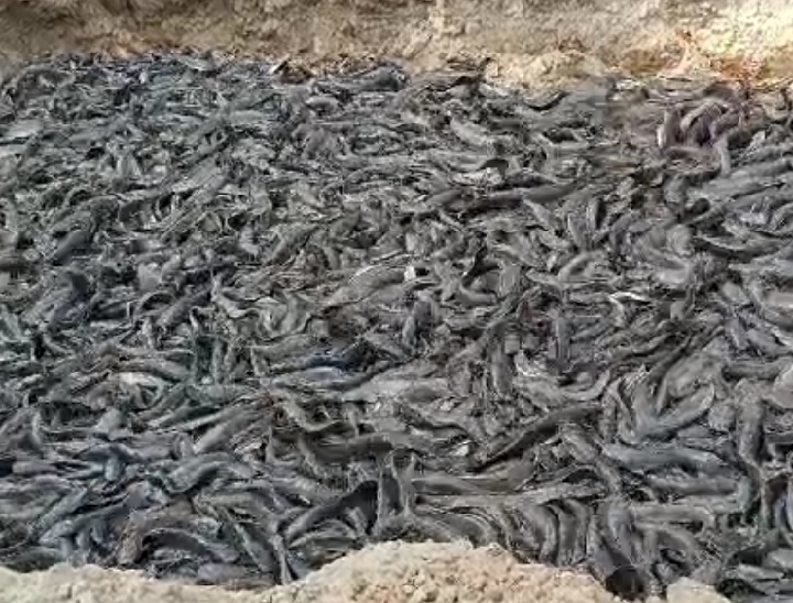 30 क्विंटल मांगुर मछली को जमीन में गाड़ दिया गया है।