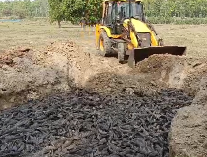 मांगुर मछली मगरमच्छ और देसी मोंगरी मछली की संकर प्रजाति है।