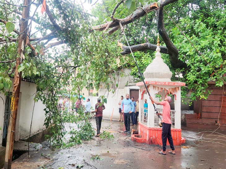 रायपुर में हुई बारिश की वजह से पंडित रविशंकर शुक्ल वार्ड में बरगद का पेड़ गिर गया था।