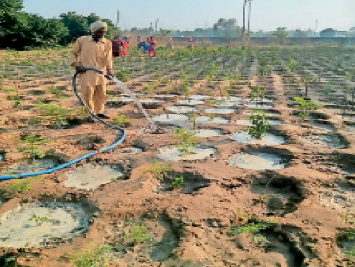 MNREGA prepared 26 nurseries, giving free fruit plants to other