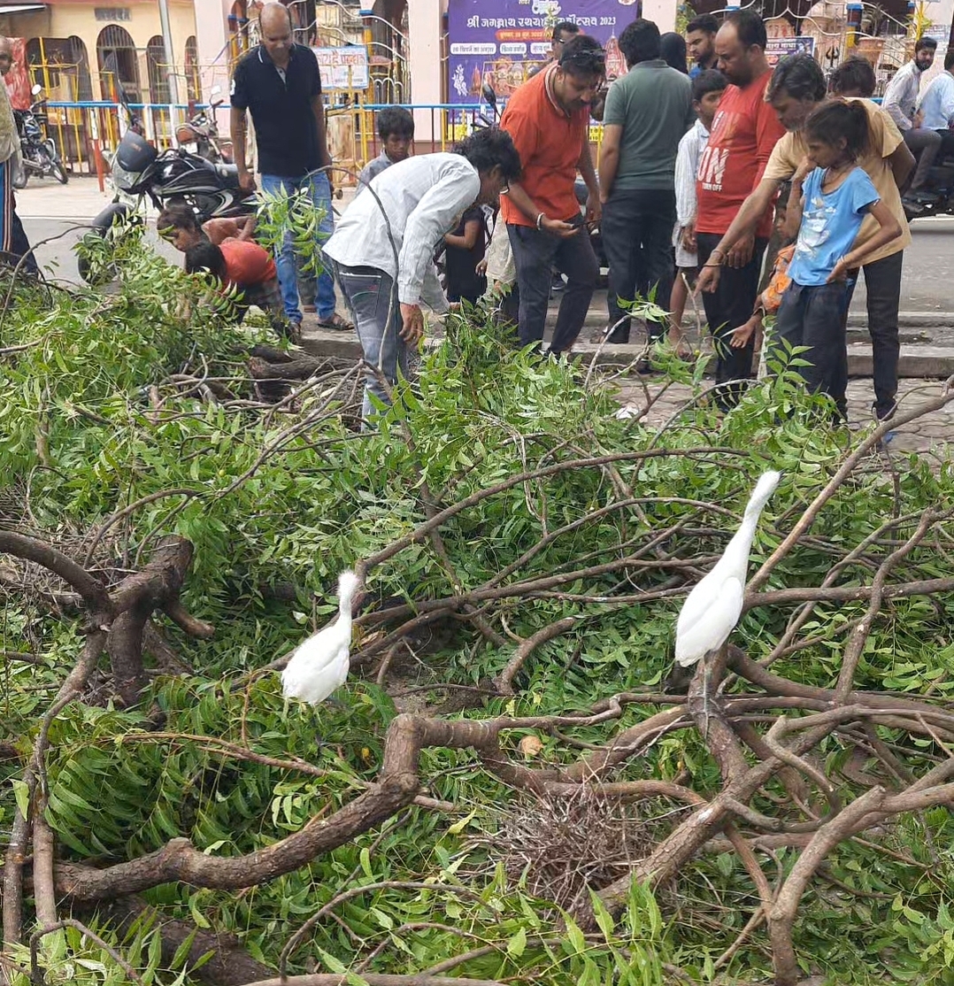At the behest of councilor's husband, birds' nests were destroyed by ...