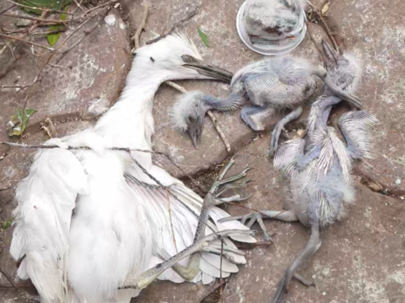 At the behest of councilor's husband, birds' nests were destroyed by ...