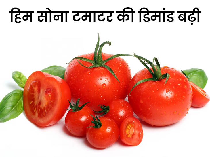 Tomato Price Update Tomato Wholesale Rate Tamatar Himachal Solan Tomato Price Update Tomato Wholesale Rate Tamatar Himachal Solan