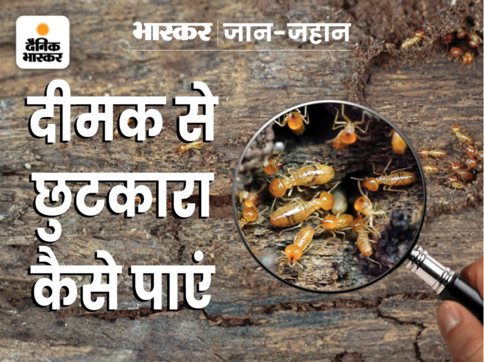 Bitter gourd juice, neem oil is also a surefire remedy, dangerous for