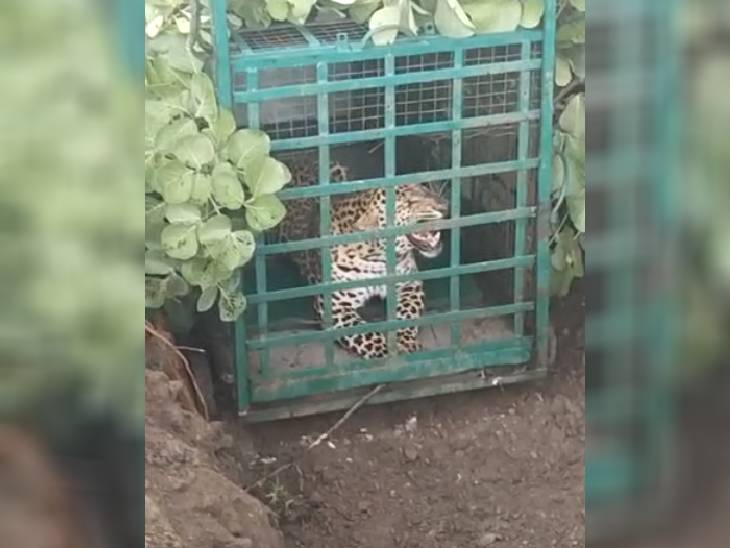 वन विभाग की टीम की गिरफ्त में आने के बाद तेंदुआ ज्यादा आक्रामक हो गया था। अब इसे रहवासी क्षेत्र से दूर जंगल में छोड़ा जाएगा।