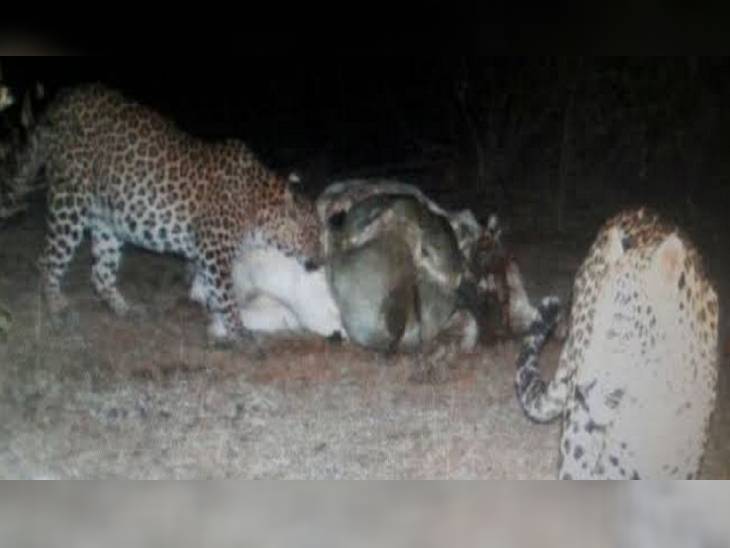 गौरतलब है कि इसके पहले भी ग्राम मांगलिया और पीपल्दा में दो गायों को मौत के घाट उतार दिया था। हालांकि तेंदुओं ने अभी जंगली क्षेत्र में शिकार किए।