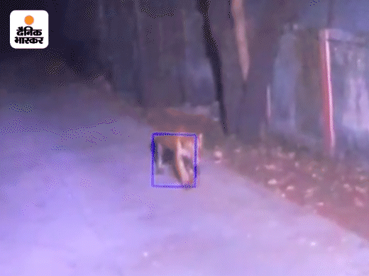 वन विभाग की रेस्क्यू टीम के साथ दिक्कत यह है कि वे महू, कोदरिया, बड़गोंदा क्षेत्र के जंगलों में सीधे जाकर बाघ को नहीं तलाश सकते। बचाव के तमाम संसाधन होने के बावजूद उसका सामना करना मुश्किल है। उसको पिंजरे में ही कैद किया जा सकता है। इसके अलावा किसी मकान, ऐसे स्थान में वह बैठा दिख जाए कि जहां से उसका निकलना मुश्किल है वहां पर उसे बेहोश कर काबू में किया जा सकता है।