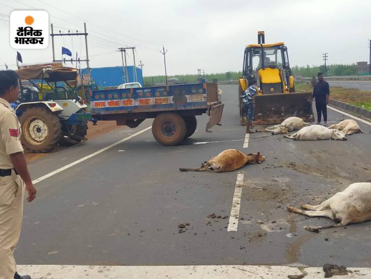 गायें RTO कार्यालय के आगे एक ढाबे के सामने बैठी थीं।