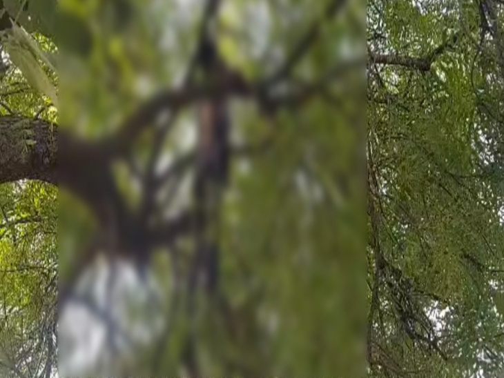 नीम के पेड़ पर फांसी से लटकता हुआ मिला शव।