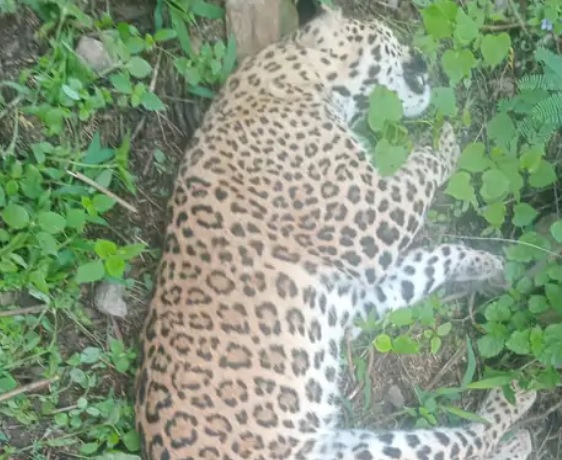 Death of female leopard due to head injury, 7 died in two years due to ...