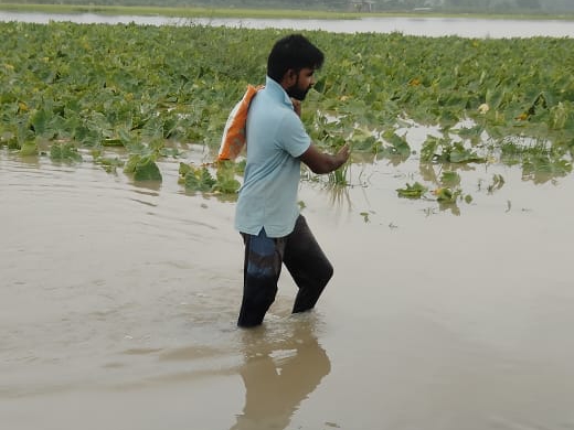सतलुज में आई बाढ़ से डूबी सब्जियों की फसल।