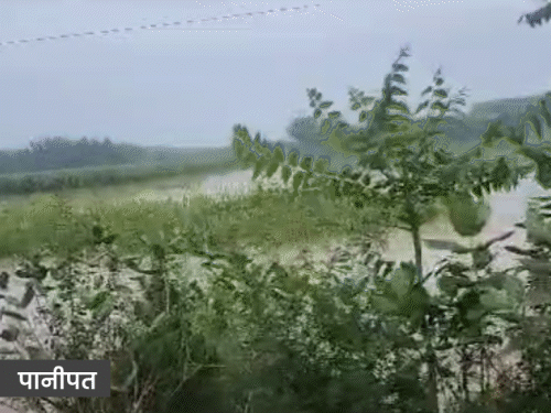 पानीपत में ओवरफ्लो आकर खेतों में भरा यमुना का पानी।