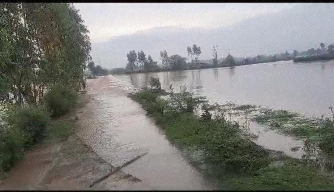 Standing paddy crop wasted in hundreds of acres of land | सैकड़ों एकड़ ...