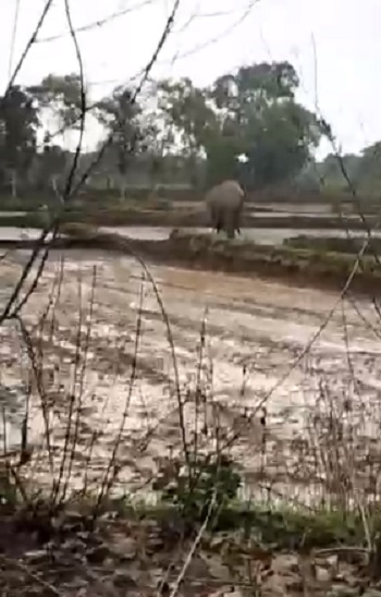 खेतों में लगाए जा रहे फसलों को भी हाथी ने नुकसान पहुंचाया है।
