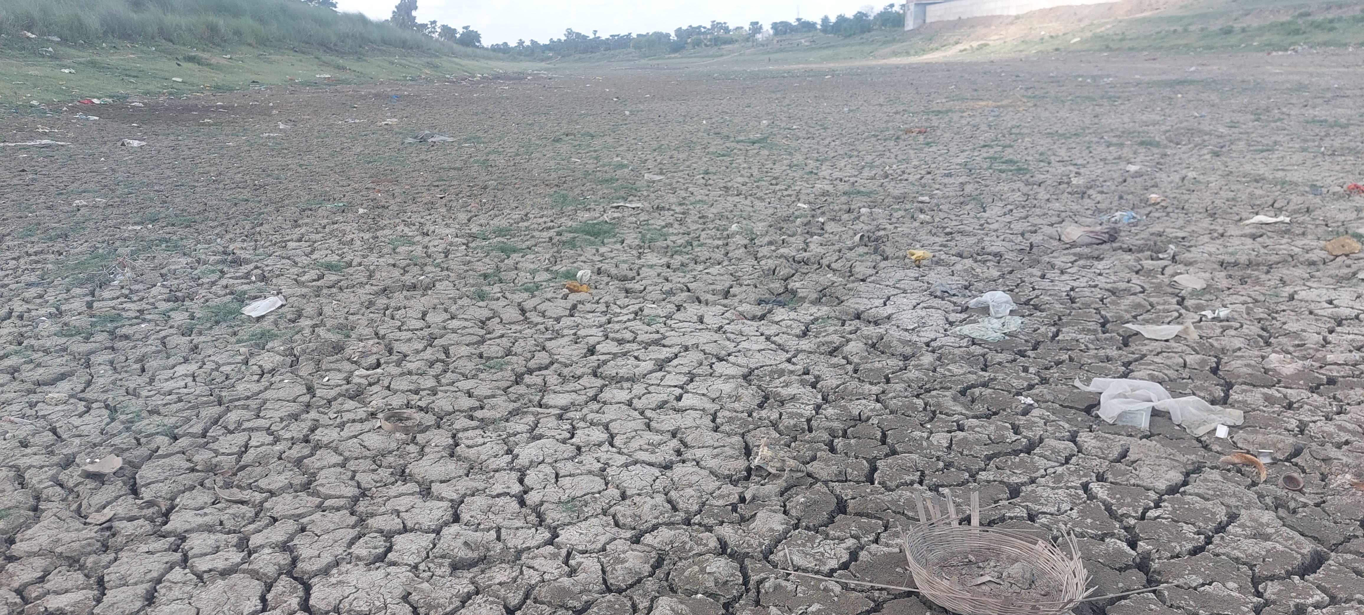 4 साल में सबसे कम हुई रोपनी, किसान बोले- सूख रहे हैं धान के पौधे | In Nalanda Planting was the lowest in 4 moves, farmers said - paddy plants are drying up - Dainik Bhaskar