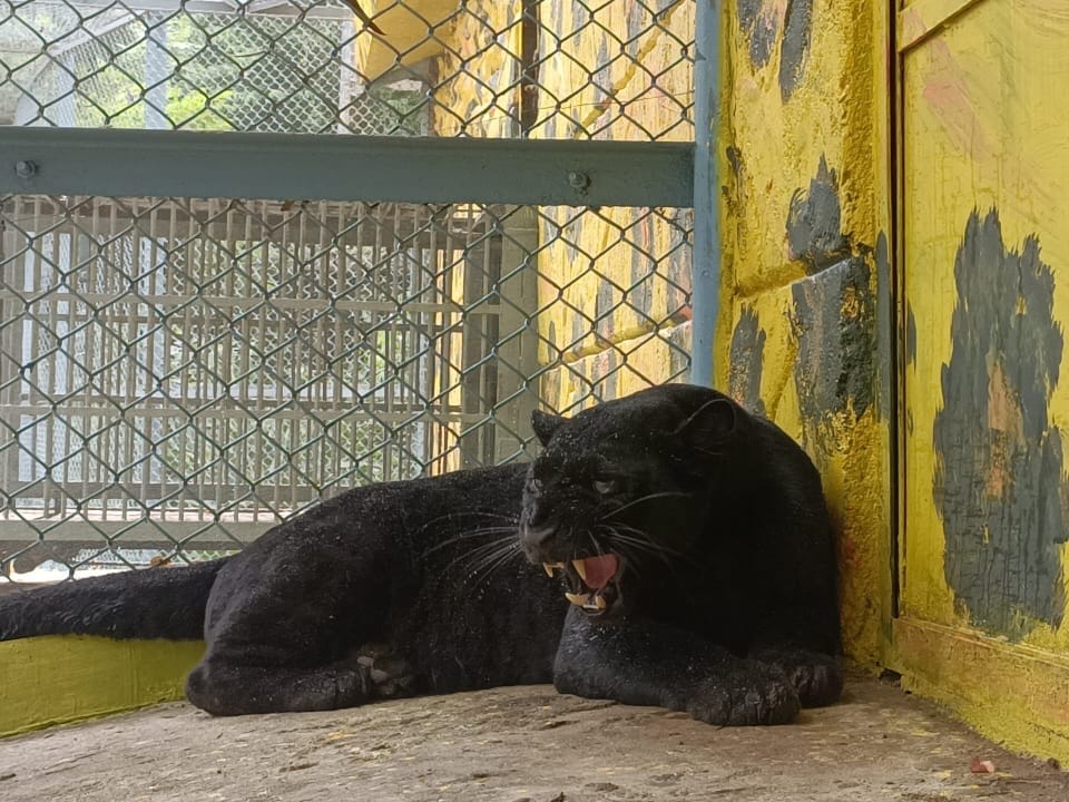 पटना जू में ब्लैक पैंथर 'बघीरा'