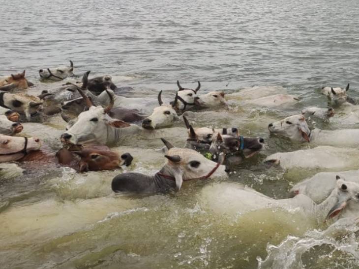 राजगढ़ के मोहनपुरा डैम का जलस्तर बढ़ने से शिकारपुर गांव के समीप एक टापू पर घास चरने गईं 60 गाय फंस गई थीं। इनका SDRF और होमगार्ड ने रेस्क्यृ कर बाहर निकाला।