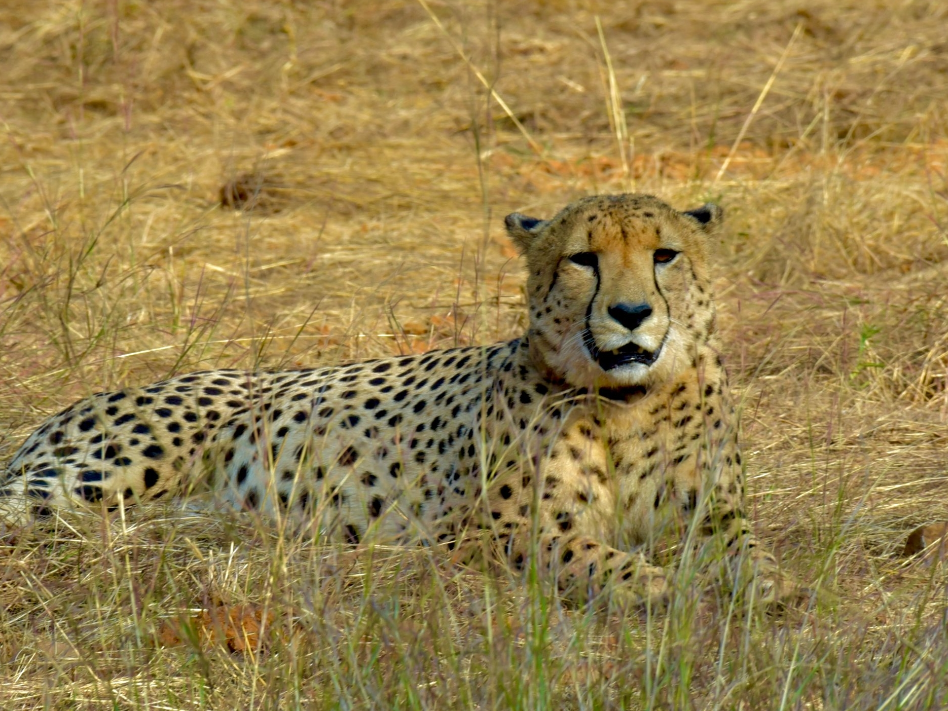 कूनो नेशनल पार्क में बाड़े में रखे गए 14 चीते (7 नर, 6 मादा और 1 शावक) स्वस्थ हैं। एक चीता अभी बाड़े के बाहर है।
