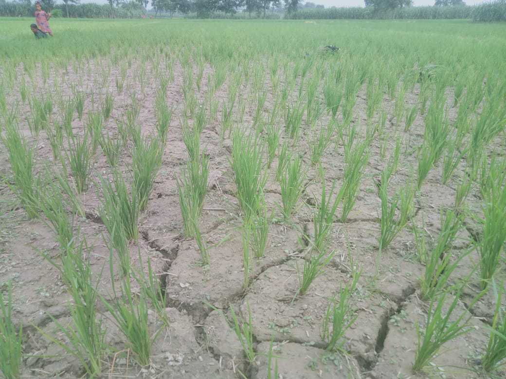 Due to lack of rain in the past, the crops got burnt, now the crops are ...