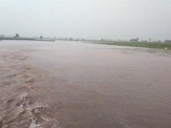 Ghaggar river water level increased in Kaithal Cheeka area, fields ...
