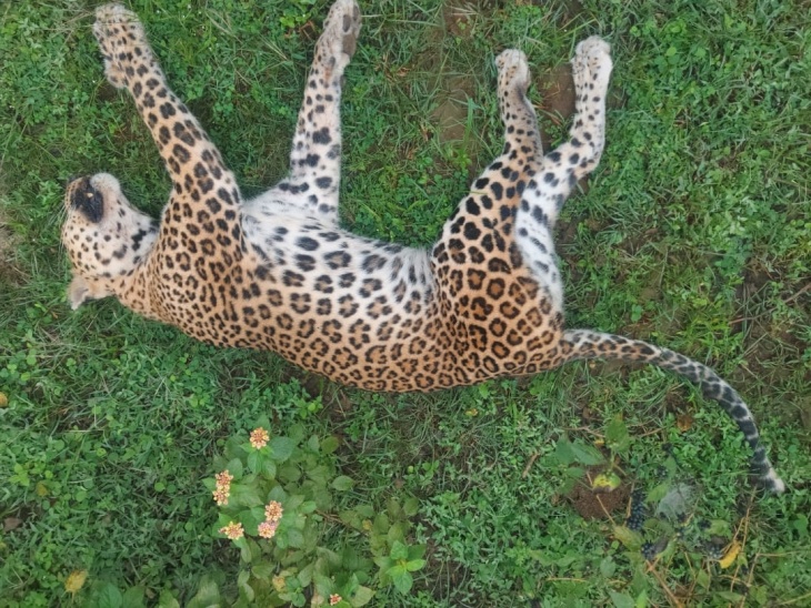 Dead Leopard Floating Two year old female leopard found dead | मृत मिली दो साल की मादा लेपर्ड ...