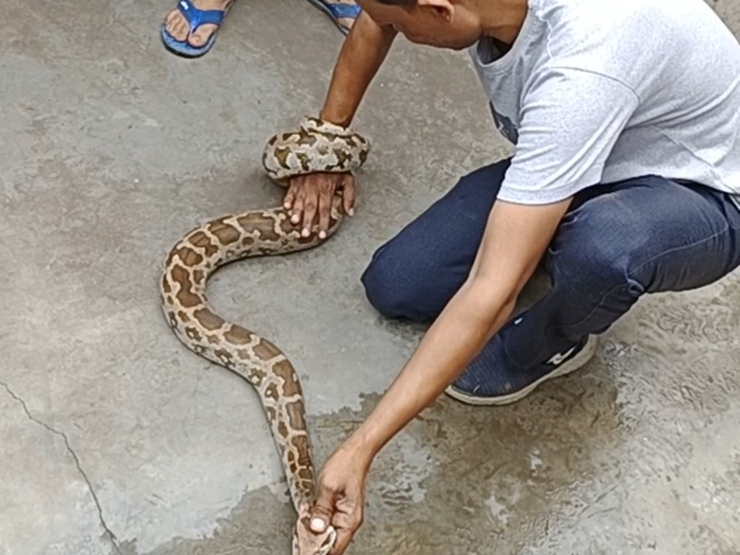 Python found in primary school of Agra | आगरा के प्राथमिक विद्यालय में ...