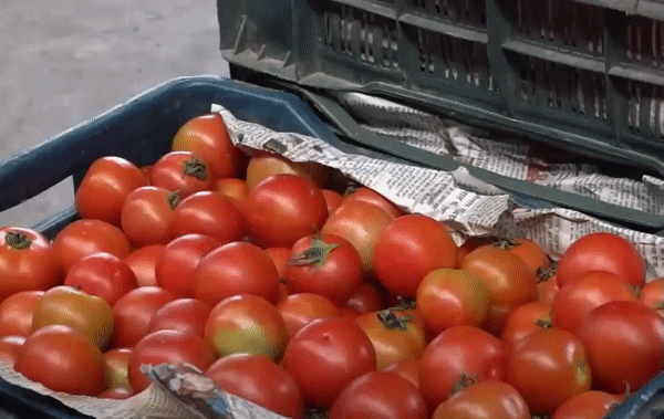 टमाटर की नई फसल की आवक तेज होने से गिर रहे दाम।