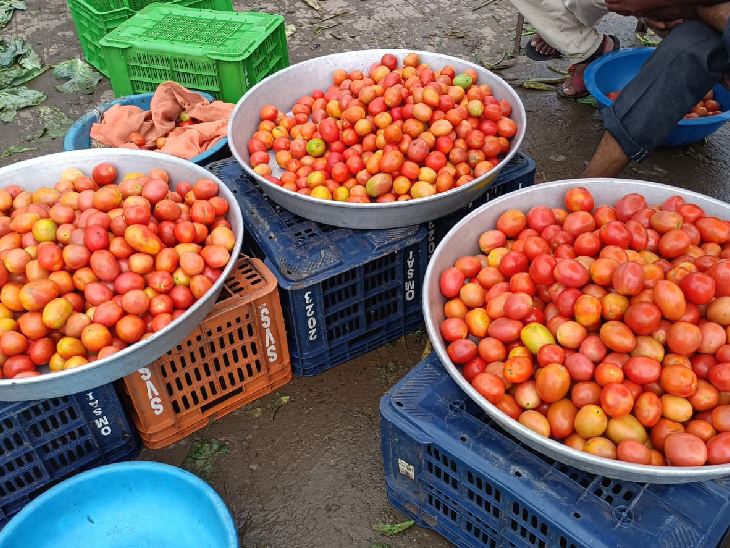 हाईब्रीड और देशी दोनों किस्म के टनमाटर की आवक बराबर है।